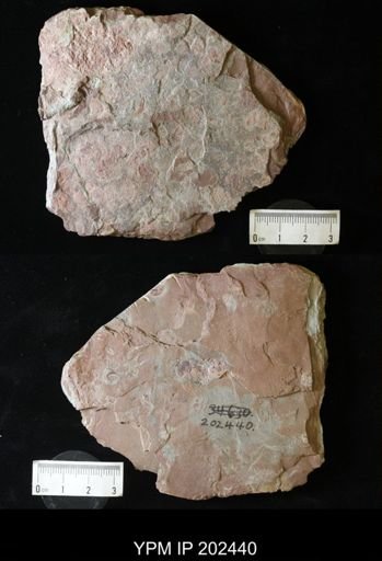 Euestheria ovata?