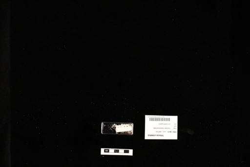Triturus cristatus