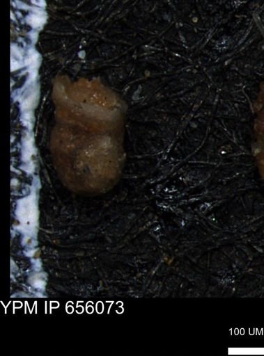 Ammobaculites euides