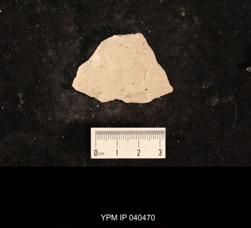 Liomopterum sp.