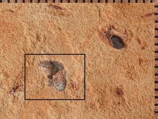 undet. Coleoptera