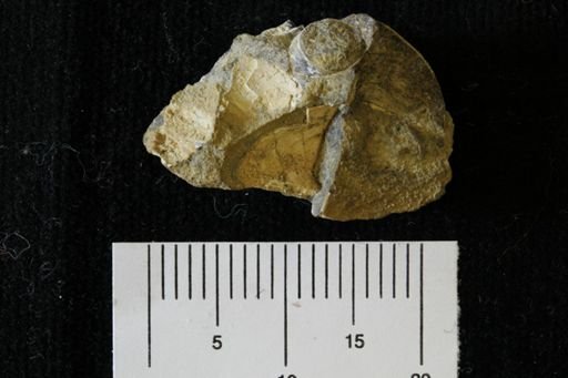 Pteria linguiformis