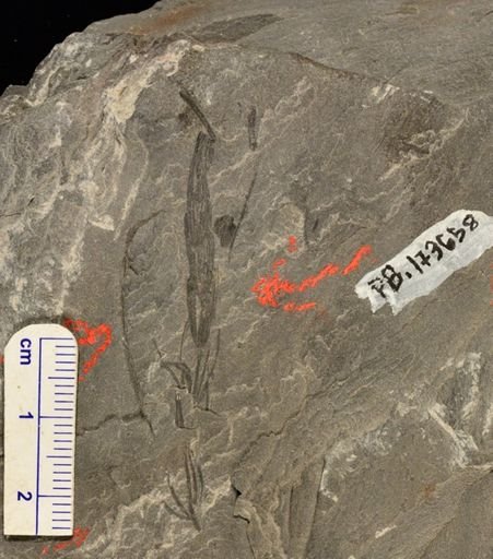 Asterophyllites sp.