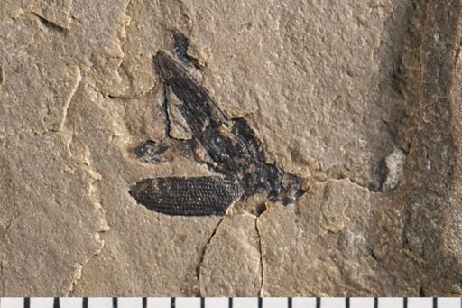 Tenebrionidae?