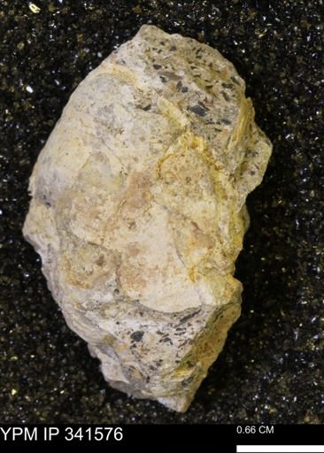 Scaphites sp.