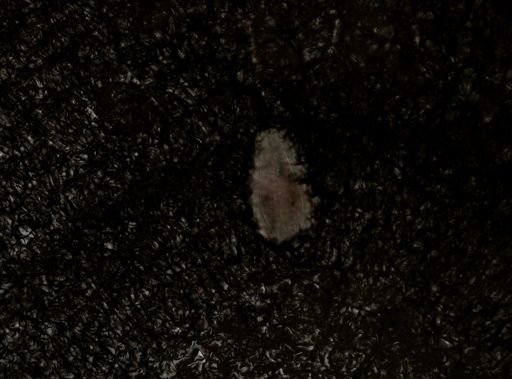Stylochus ellipticus
