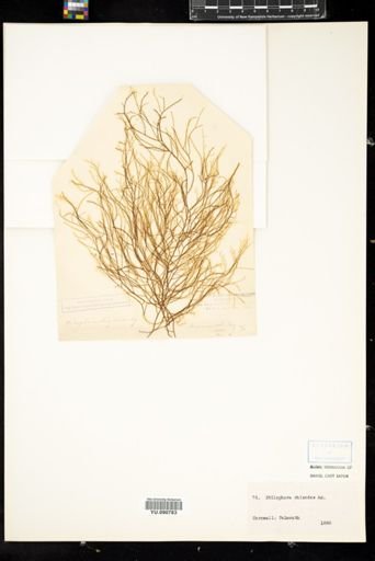 Stilophora rhizodes