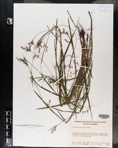 Scleria reticularis