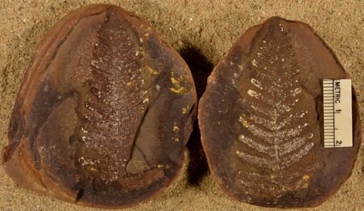 Neuropteris sp.