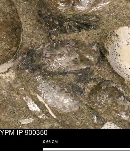 Anomia gryphorhyncha