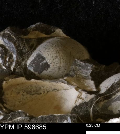 Protocardia sp.