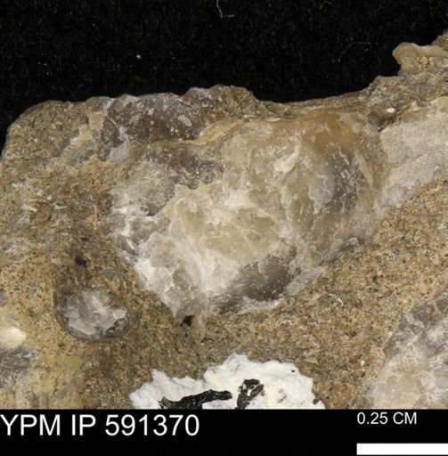 Ostrea translucida