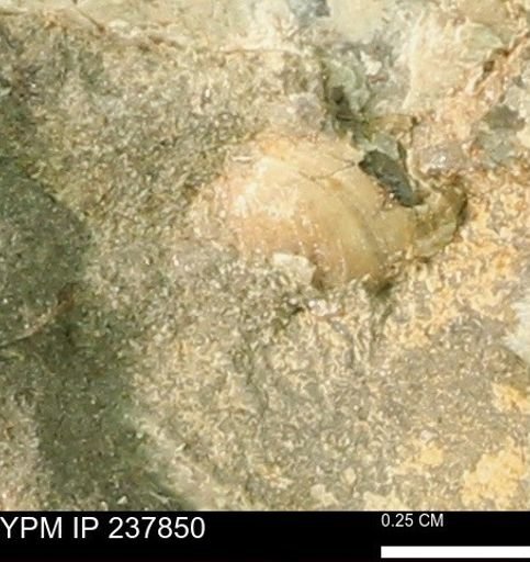 Limopsis striatopunctatus