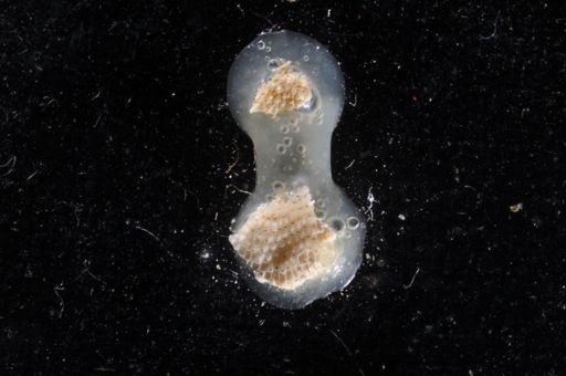 Phonicosia circinata