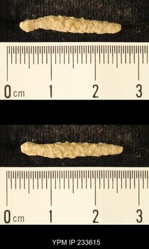Archaeocidaris sp.