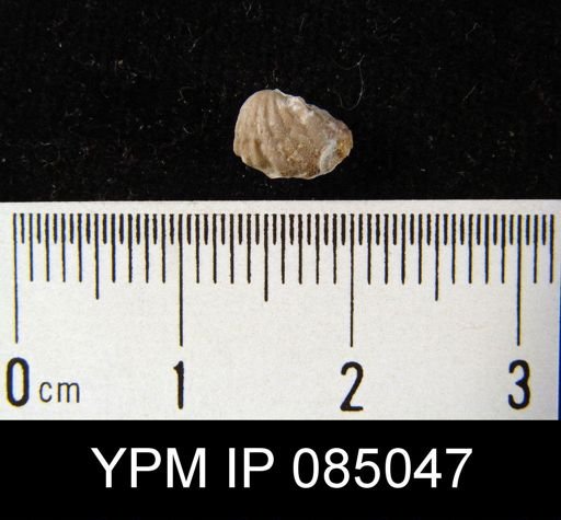 Camarotoechia borealis