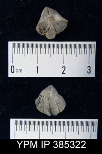 Cyrtina sp.