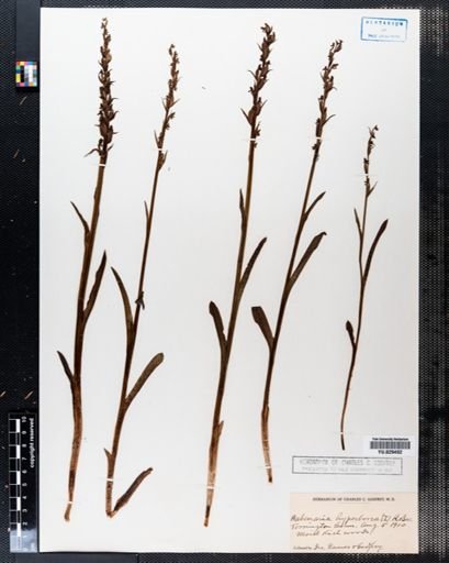 Habenaria hyperborea