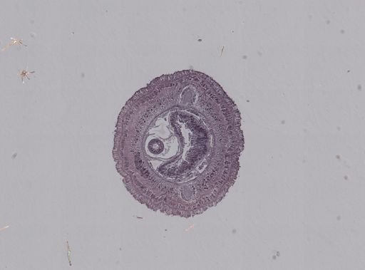 Baseodiscus univittatus