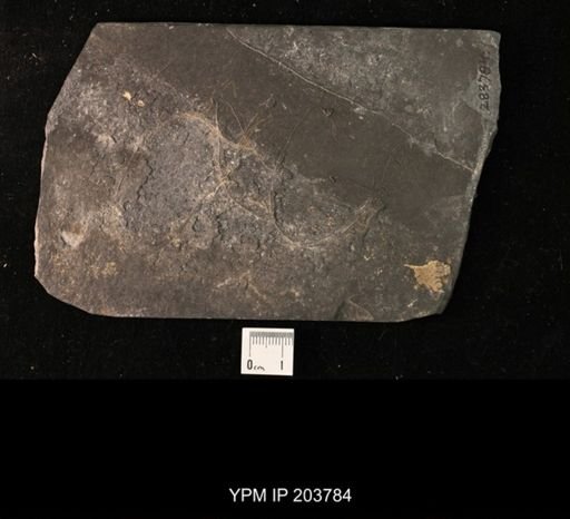 Calycanthocrinus decadactylus