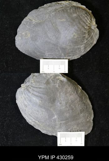 Grammysia bisulcata