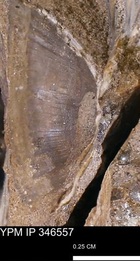 undet. Mollusca