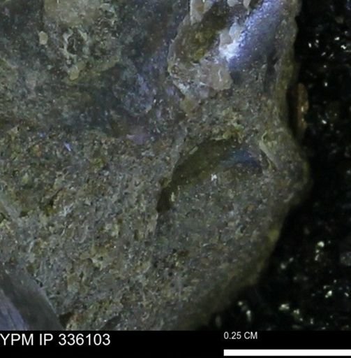 undet. Mollusca