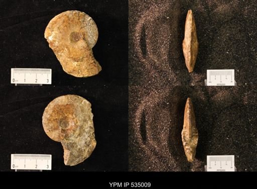 Placenticeras sp.