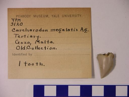 Carcharodon megalotis