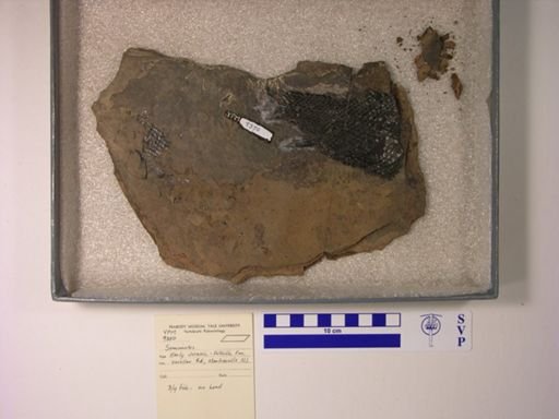 Semionotus sp.