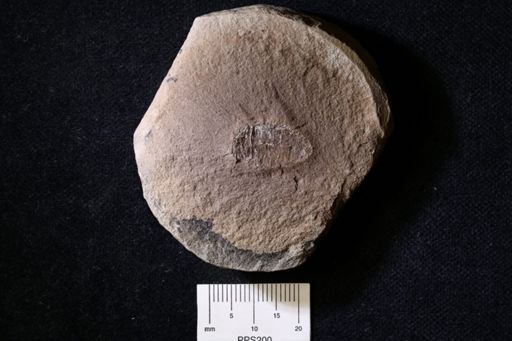 Anthracaris gracilis