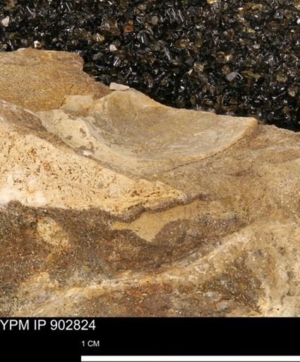 undet. Mollusca