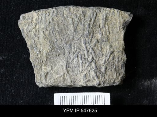 Tentaculites sp.