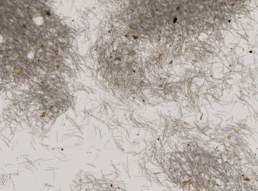 Axinellida