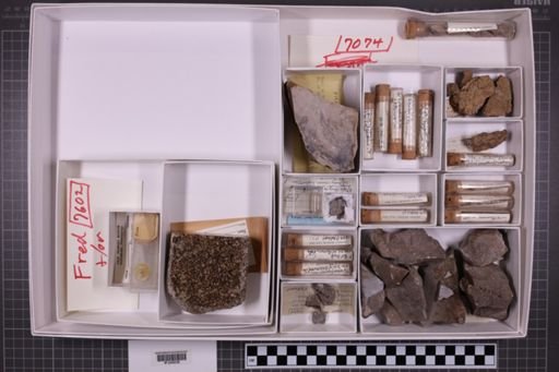 mixed taxa, stratigraphic collection