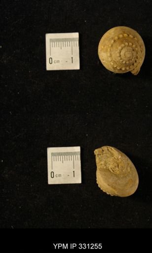 Trepospira sphaerulata