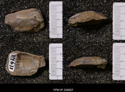 Ostrea glabra?