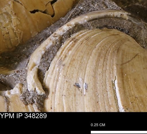 Limopsis striatopunctatus