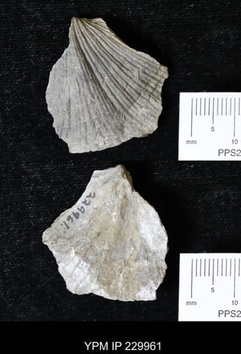 Neospirifer sp.