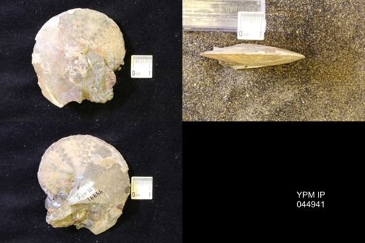 Sphenodiscus lenticularis