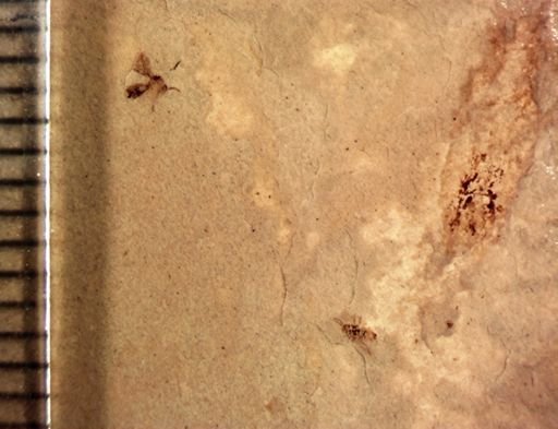 undet. Mycetophilidae