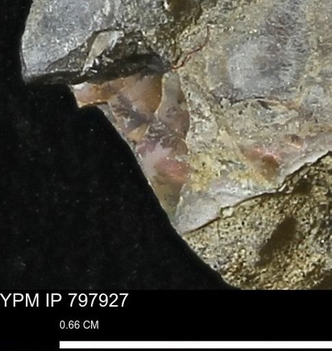 Ammonoidea