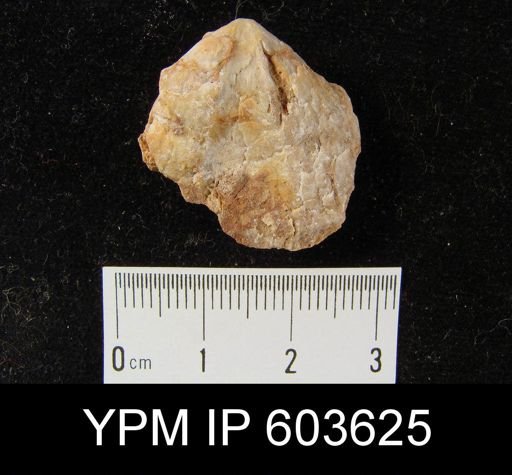 undet. Brachiopoda