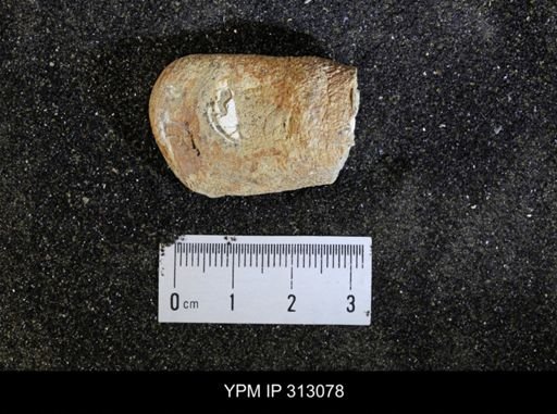 undet. Mollusca