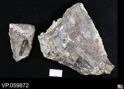 undet. Ichthyodectidae
