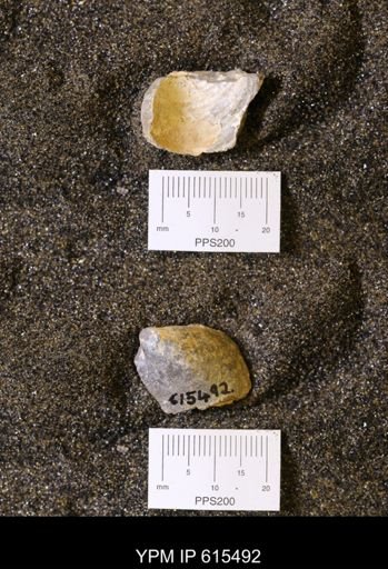 Inoceramus sp.