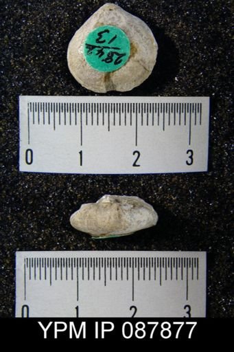 Rhipidomella oblata