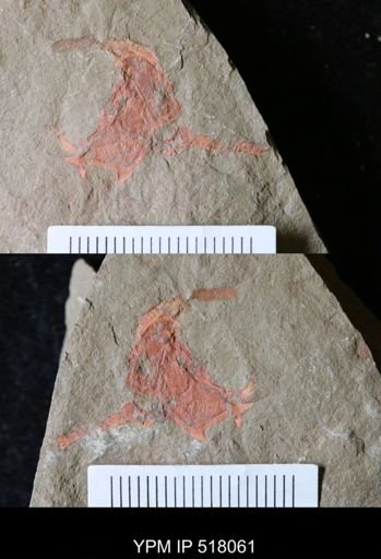 Thoralicystis sp.
