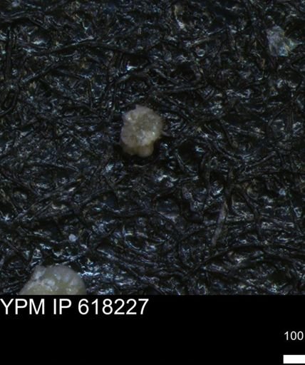 undet. Foraminiferida