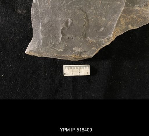 Triarthrus sp.